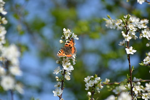 primăvară, a inflori, flori, copac, alb, natură, fluture, planta cu flori, floare, animale tematice, animale sălbatice, plantă, animal, frumusețe în natură, insectă, nevertebrat, un animal, animale în sălbăticie, fragilitate, a închide, vulnerabilitate, prospeţime, să se concentreze asupra primelor elemente, creştere, cap de floare, petală, nici o persoana, polenizare, fluture - insectă, animal aripă, în aer liber, lavandă, 4K, CC0, domeniu public, fără drepturi de autor