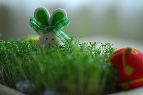 Pasqua, llebre, llebre, verd, vacances, Pasqua, llebre, verd, conill, decoració, vacances de Setmana Santa, ous, ous de Pasqua, ou de Pasqua, color verd, primer pla, celebració, cap gent, enfocament selectiu, Nadal, cinta: objectes de cosir, llaç de llaç, arc, festa, planta, cinta, regal, naturalesa, a l'aire lliure, vacances - esdeveniment, creativitat, adorn de Nadal, 4K, CC0, domini públic, lliure de regalies