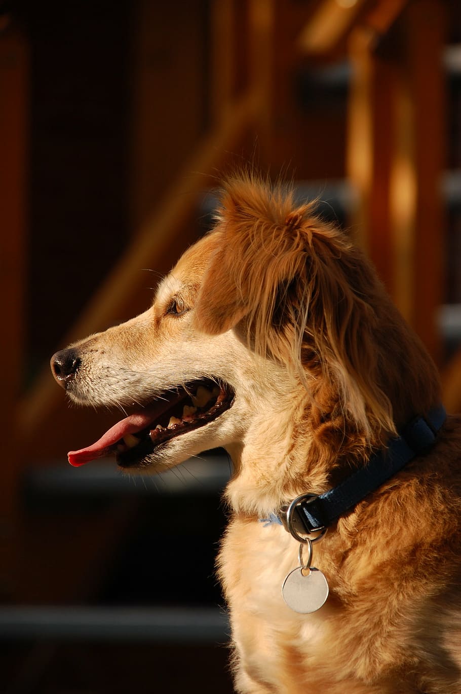cane, animali, carina, fiducia, contento, caro, irritante, un animale, animali domestici, temi animali, in casa, avvicinamento, ansimante, giorno, nessuno, canino, animale, domestico, mammifero, concentrarsi sulle conoscenze acquisite, parte del corpo animale, vertebrato, guardando lontano, analizzare, cercare, guardare, espressione facciale, collare per animali domestici, bocca aperta, bocca, lingua animale, testa di animale, vista profilo, bocca animale, 2K