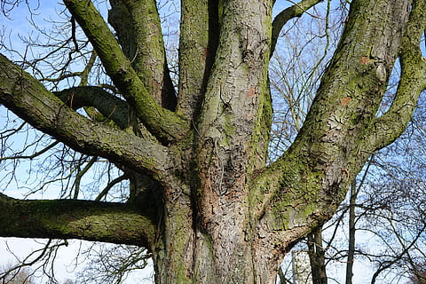 arbre, registre, estètic, castanya, escorça, castanyer, buckeye, aesculus, ordinari rosskastanie, aesculus hippocastanum, planta, tronc de l'arbre, tronc, creixement, branca, cap gent, naturalesa, vista d’angle baix, dia, tranquil·litat, bellesa a la natura, cel, a l'aire lliure, color verd, bosc, terra, cel clar, escena tranquil·la, marc complet, 5K, CC0, domini públic, lliure de regalies