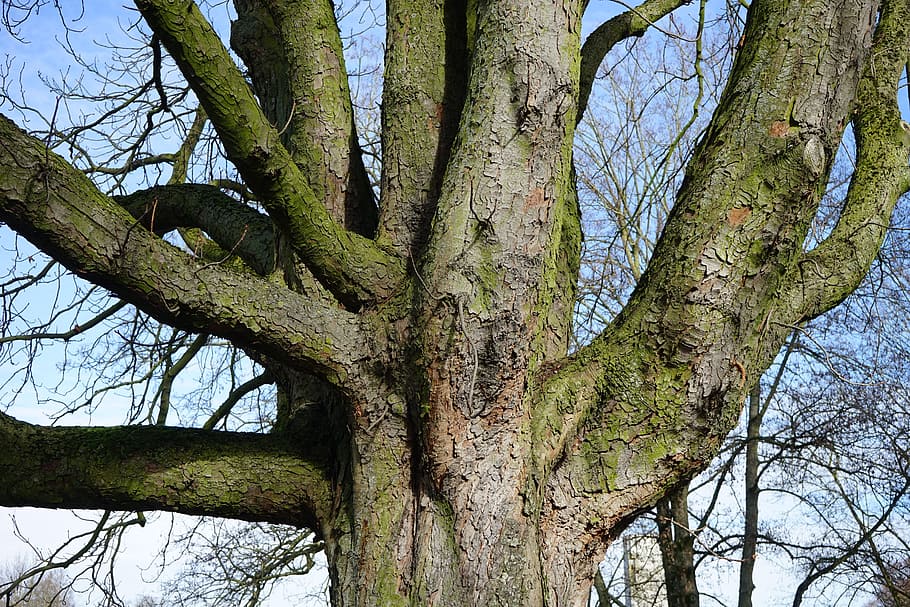 arbre, registre, estètic, castanya, escorça, castanyer, buckeye, aesculus, ordinari rosskastanie, aesculus hippocastanum, planta, tronc de l'arbre, tronc, creixement, branca, cap gent, naturalesa, vista d’angle baix, dia, tranquil·litat, bellesa a la natura, cel, a l'aire lliure, color verd, bosc, terra, cel clar, escena tranquil·la, marc complet, 5K