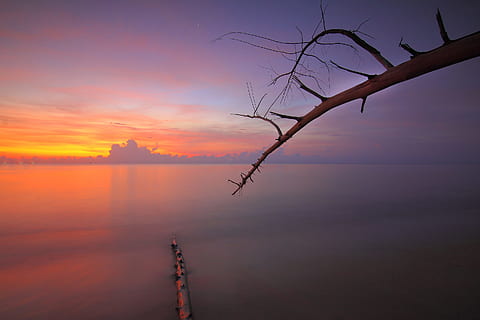 embarcador, mar, alba, naturalesa, branques, calma, núvols, vespre, medi ambient, idíl·lic, oceà, pacífica, paisatge, escènic, cel, tranquil, arbre, aigua, posta de sol, bellesa a la natura, tranquil·litat, cap gent, escenics - natura, escena tranquil·la, arbre nu, núvol - cel, silueta, boira, a l'aire lliure, reflexió, planta, 2K, CC0, domini públic, lliure de regalies