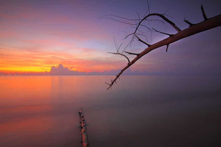 embarcador, mar, alba, naturalesa, branques, calma, núvols, vespre, medi ambient, idíl·lic, oceà, pacífica, paisatge, escènic, cel, tranquil, arbre, aigua, posta de sol, bellesa a la natura, tranquil·litat, cap gent, escenics - natura, escena tranquil·la, arbre nu, núvol - cel, silueta, boira, a l'aire lliure, reflexió, planta, 2K