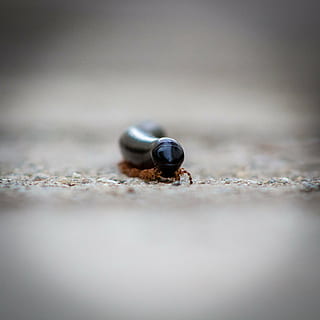 milpeus, petit, pluges, macro, animal, Zimbabwe, comportament, clima, coralinus, abraçada, horitzontal, invertebrat, cama, peus, naturalesa, a l'aire lliure, selva tropical, negre, trigoniulus, tropical, vida salvatge, fons, bonic, tancar, primer pla, medi ambient, joieria, pedres precioses, enfocament selectiu, fauna animal, animals a la natura, un animal, cap gent, terra, sorra, dia, platja, insecte, bellesa a la natura, còpia espai, marieta, 2K, CC0, domini públic, lliure de regalies
