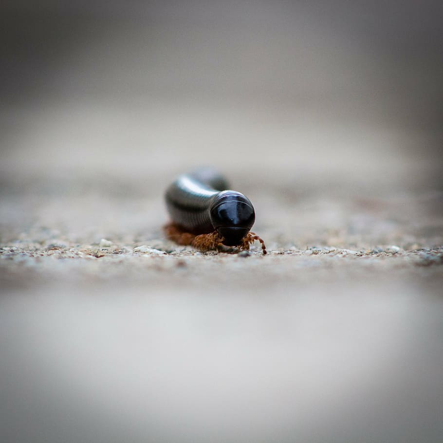 milpeus, petit, pluges, macro, animal, Zimbabwe, comportament, clima, coralinus, abraçada, horitzontal, invertebrat, cama, peus, naturalesa, a l'aire lliure, selva tropical, negre, trigoniulus, tropical, vida salvatge, fons, bonic, tancar, primer pla, medi ambient, joieria, pedres precioses, enfocament selectiu, fauna animal, animals a la natura, un animal, cap gent, terra, sorra, dia, platja, insecte, bellesa a la natura, còpia espai, marieta, 2K