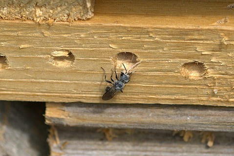 insecte, insecte desconegut, volar, tancar, macro, ala, vista de prop, invertebrat, temes d'animals, material de fusta, animal, animals a la natura, fauna animal, primer pla, un animal, cap gent, dia, artròpode, textura, a l'aire lliure, naturalesa, ala dels animals, aràcnids, zoologia, funció de construcció de parets, 1080P, CC0, domini públic, lliure de regalies