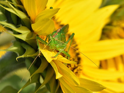 empfindliches Insekt, Heuschrecke, Insekt, schließen, Pflanze, blühende Pflanze, Tiere in freier Wildbahn, wirbellos, ein Tier, Tierwelt, Blume, Nahansicht, Tierthemen, Wachstum, Gelb, Tier, Schönheit in der Natur, Frische, Natur, Blütenblatt, Zerbrechlichkeit, Tag, Blütenkopf, keine Leute, draußen, Pollen, Bestäubung, 2K, CC0, gemeinfrei, lizenzfrei