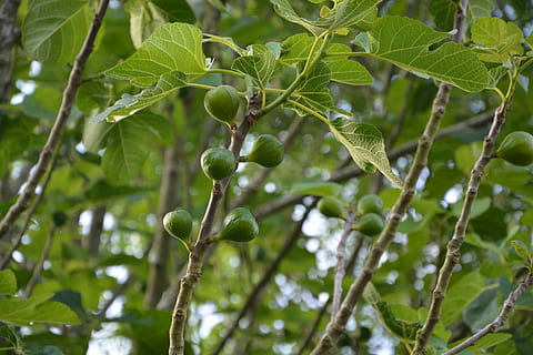 fig tree, tree, fig, nature, foliage, leaves, branch, garden, edible, fruit tree, growth, plant, leaf, plant part, fruit, green color, food, healthy eating, food and drink, focus on foreground, freshness, no people, beauty in nature, day, close-up, wellbeing, low angle view, outdoors, 5K, CC0, public domain, royalty free