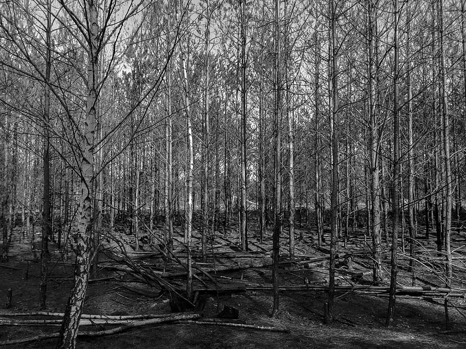 bosc, blanc i negre, arbre, cremats, arbres, arbreda, planta, terra, arbre nu, tranquil·litat, naturalesa, cap gent, tronc de l'arbre, tronc, escena no urbana, escena tranquil·la, dia, escenics - natura, bellesa a la natura, a l'aire lliure, creixement, medi ambient, branca, pantà, 4K
