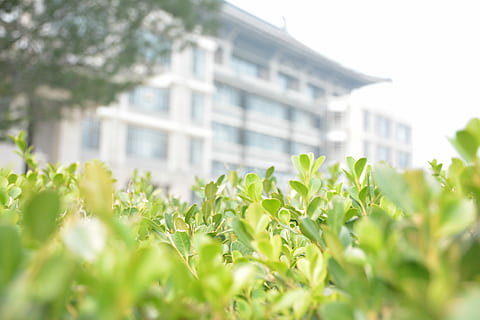 nord, biblioteca, borrós, planta, color verd, full, enfocament selectiu, creixement, dia, arquitectura, naturalesa, exterior de l'edifici, estructura construïda, part de la planta, cap gent, bellesa a la natura, a l'aire lliure, edifici, frescor, agricultura, ciutat, camp, primer pla, 5K, CC0, domini públic, lliure de regalies