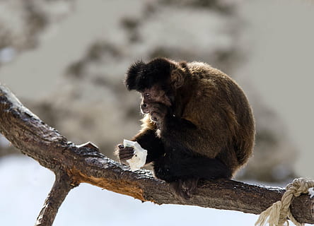 Capuchin, abe, Capuchins, primat, Zoo, spise, afdeling, sidde, nippe, sne, vinter, pels, Brun, dyreliv, et dyr, dyr i naturen, dyr, fuld længde, fokus på forgrunden, udendørs, dag, ingen mennesker, dyre temaer, pattedyr, træ, sidder, hvirveldyr, natur, plante, bavian, 4K, CC0, offentligt domæne, royaltyfrie