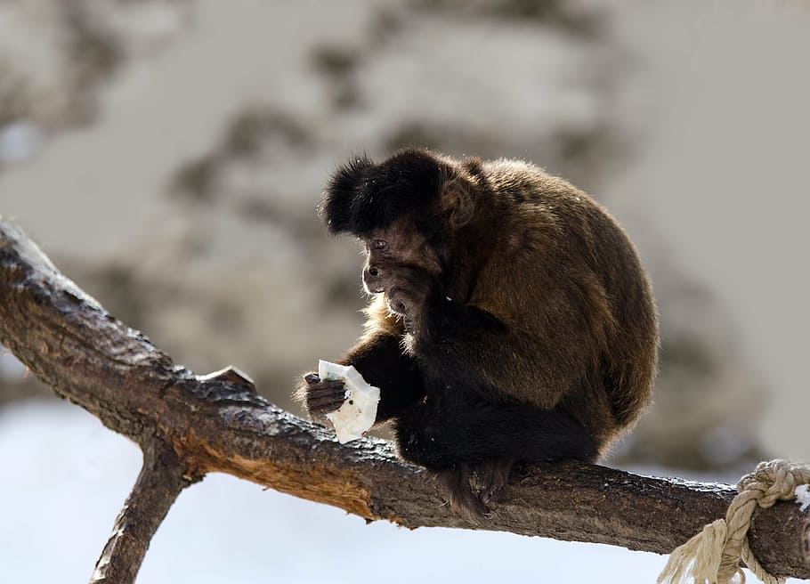 capuchí, mico, capuchins, primat, zoo, menjar, branca, seure, mossegada, neu, hivern, pell, marró, fauna animal, un animal, animals a la natura, animal, longitud completa, centrar-se en primer pla, a l'aire lliure, dia, cap gent, temes d'animals, mamífer, arbre, assegut, vertebrats, naturalesa, planta, babuí, 4K