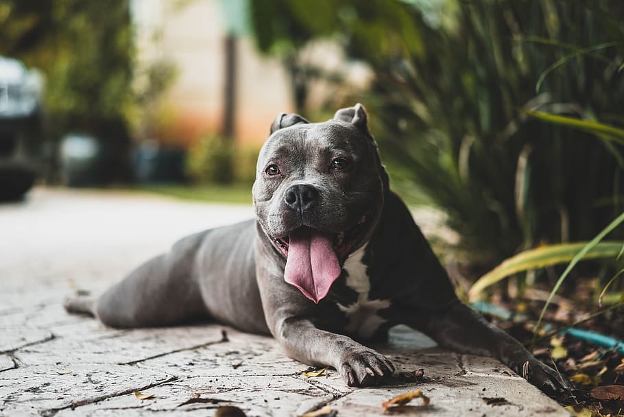 recobert curt, gris, gos, verd, fulles, plantes, adult, negre, pitbull, posada, pis, blanc americà, pit bull terrier americà, concret, paviment, gespa verda, durant el dia, mascotes, animal, gos de pura raça, caní, bonic, a l'aire lliure, mamífer, animals domèstics, cadell, un animal, temes d'animals, nacional, vertebrats, expressió facial, centrar-se en primer pla, treure la llengua, mirant cap a fora, dia, cap gent, mirant, naturalesa, relaxació, boca, boca oberta, llengua animal, panteixant, cap d’animals, 2K