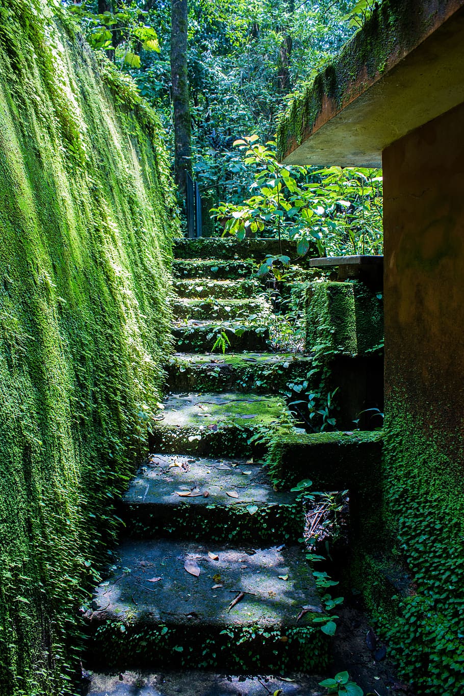 grijs, beton, stappen, omgeven, groen, planten, bomen, mos, stap, steen, natuur, oud, reizen, tuin-, rots, buitenshuis, natuurlijk, trap, pad, park, gras, oude, fabriek, Bos, blad, milieu, toerist, groene kleur, dag, geen mensen, architectuur, de weg vooruit, ingebouwde structuur, groei, richting, voetpad, boom, trappenhuis, land-, kalmte, schoonheid in de natuur, trappen en trappen, tuinpad, 5K