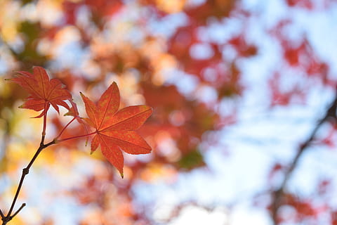 foglia, sfocato, diverso, modello, sfocatura, all'aperto, biologico, struttura, luminosa, autunno, giallo, albero, le foglie, colore, pianta, naturale, natura, parte vegetale, bellezza nella natura, modificare, ramo, foglia di acero, colore arancione, acero, sfondi, avvicinamento, nessuno, concentrarsi sulle conoscenze acquisite, rosso, la tranquillità, messa a fuoco selettiva, primavera, collezione autunnale, 5K, CC0, dominio pubblico, privo di copyright