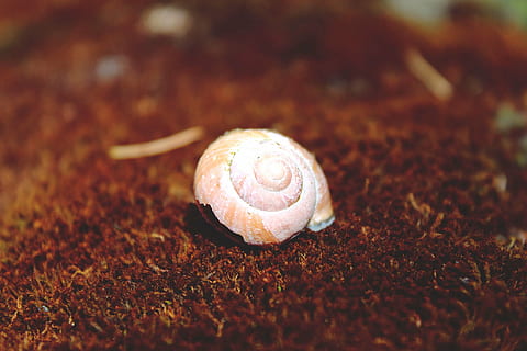 salyangoz, kabuk, salyangoz kabuğu, yumuşakça, ev, yavaşça, sürüngen, Konut, spiral, hayvan dünyası, hayvan, deco, dekoratif, dekorasyon, hayvan kabuğu, kapatmak, doğa, makro, hayvan yaban hayatı, hayvan temaları, arazi, insansız, omurgasız, seçici odak, karındanbacaklı, vahşi hayvanlar, gün, bir hayvan, alan, açık havada, 4K, CC0, kamu malı, telif ücretsiz