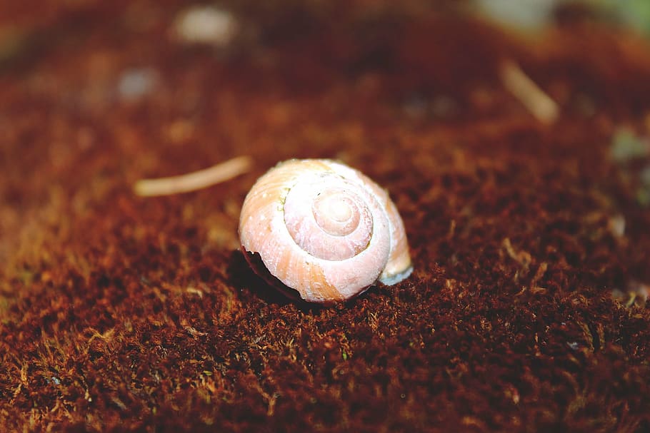 cargol, shell, closca de cargol, mol·lusc, casa, lentament, rèptil, habitatge, espiral, món animal, animal, deco, decoratiu, decoració, closca d’animals, primer pla, naturalesa, macro, fauna animal, temes d'animals, terra, cap gent, invertebrat, enfocament selectiu, gasteròpode, animals a la natura, dia, un animal, camp, a l'aire lliure, 4K