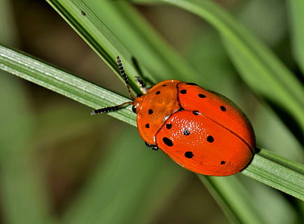 detailní fotografie, Červené, brouk perching, tráva, brouk, Chyba, hmyz, brouk argus, stvoření, zvíře, Příroda, volně žijících živočichů, strakatý hmyz, červený hmyz, oranžový hmyz, okřídlený hmyz, létající hmyz, insektoid, antény, biologie, členovců, entomologie, chelymorpha cassidea, zvířat, bezobratlý, zvířata ve volné přírodě, jednoho zvířete, detail, zaměřit se na popředí, list, rostlinné části, zelená barva, rostlina, puntíkovaný, krása v přírodě, nikdo, slunéčko sedmitečné, den, motýl - hmyz, zvířecí křídlo, venku, stéblo trávy, 4K, CC0, veřejná doména, bez autorských práv