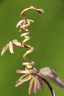 pianta rampicante, motore, giovane guidava, viticcio, colore verde, pianta, crescita, natura, avvicinamento, bellezza nella natura, nessuno, concentrarsi sulle conoscenze acquisite, messa a fuoco selettiva, fragilità, freschezza, vulnerabilità, parte vegetale, fiore, foglia, spirale, giorno, pianta fiorita, all'aperto, 5K, CC0, dominio pubblico, privo di copyright