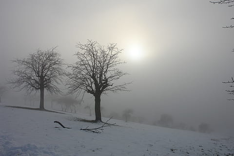 bladløse træer, vinter, solopgang, sol, sne, træer, landskab, Italien, tåge, bjerge, kold, himmel, ray, horisont, kold temperatur, træ, ro, skønhed i naturen, scenics - natur, plante, miljø, rolig scene, natur, bare træ, dækker, jord, hvid farve, Mark, ingen mennesker, udendørs, snedækket bjerg, sner, 4K, CC0, offentligt domæne, royaltyfrie
