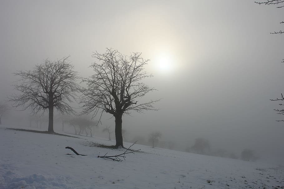 bladløse træer, vinter, solopgang, sol, sne, træer, landskab, Italien, tåge, bjerge, kold, himmel, ray, horisont, kold temperatur, træ, ro, skønhed i naturen, scenics - natur, plante, miljø, rolig scene, natur, bare træ, dækker, jord, hvid farve, Mark, ingen mennesker, udendørs, snedækket bjerg, sner, 4K