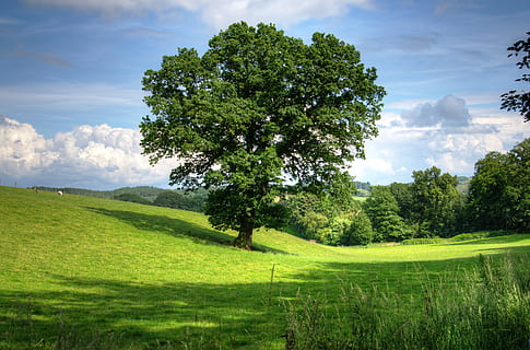 green, grass land, trees, tree, oak, landscape, view, field, scenic, countryside, agriculture, natural, beauty, farmland, england, europe, green color, nature, cloud - sky, scenics, tranquil scene, grass, sky, beauty in nature, plant, tranquility, scenics - nature, growth, land, environment, no people, day, idyllic, non-urban scene, outdoors, 4K