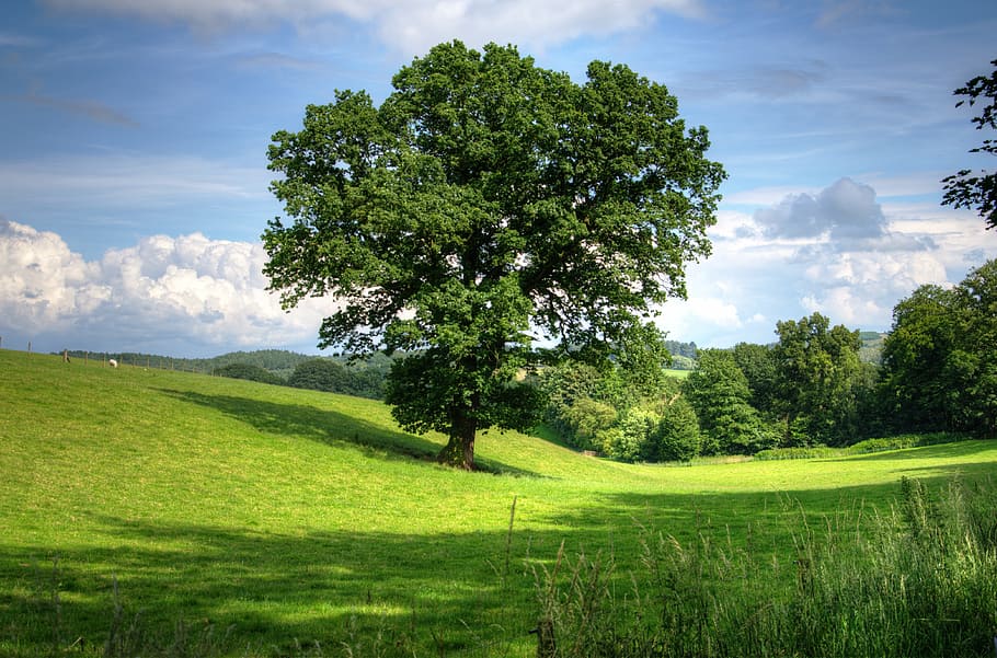 verd, terra de gespa, arbres, arbre, roure, paisatge, vista, camp, escènic, agricultura, natural, bellesa, terres de cultiu, Anglaterra, europa, color verd, naturalesa, núvol - cel, escenics, escena tranquil·la, herba, cel, bellesa a la natura, planta, tranquil·litat, escenics - natura, creixement, terra, medi ambient, cap gent, dia, idíl·lic, escena no urbana, a l'aire lliure, 4K