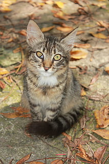 gatto, cortile, soriano, strabico, occhio, malato, animale domestico, senza casa, guardando la fotocamera, un animale, ritratto, gatto domestico, temi animali, animali domestici, mammifero, felino, domestico, vertebrato, nessuno, giorno, baffo, seduta, vista frontale, natura, occhi gialli, occhio animale, 5K, CC0, dominio pubblico, privo di copyright