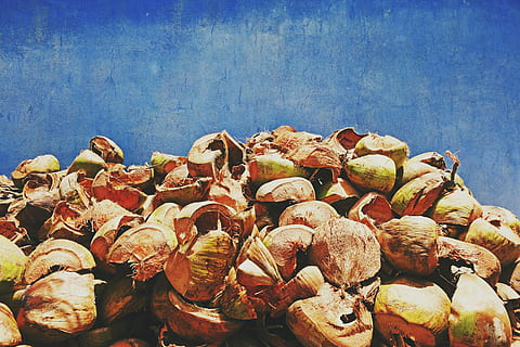 Kokosnuss, Muscheln, Material, Blau, Wand, leeren, Schnitt, Rest, Relikt, natürlich, Herbst, Natur, Lebensmittel, Pilz, große gruppe von gegenständen, Fülle, Tag, Essen und Trinken, keine Leute, Frische, Wohlbefinden, gesundes Essen, High Angle View, Stillleben, draußen, Sonnenlicht, Schale, Stapel, Tierhülle, Nahansicht, braun, Nuss, 5K, CC0, gemeinfrei, lizenzfrei
