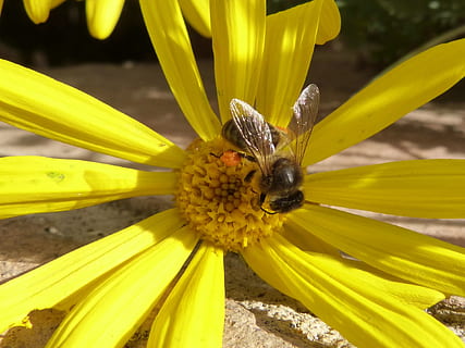 ape, polline, libar, margherita, fiore, pianta fiorita, giallo, fragilità, vulnerabilità, bellezza nella natura, invertebrato, insetto, testa di fiore, animali allo stato selvatico, fauna selvatica, pianta, infiorescenza, temi animali, crescita, freschezza, animale, un animale, petalo, avvicinamento, nessuno, impollinazione, all'aperto, 1080P, CC0, dominio pubblico, privo di copyright