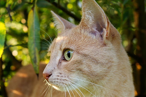 selektiv, Fotografie, Orange, tabby, Katze, Porträt, Kopf, schließen, Hauskatze, Gesicht, Makrele, Katzengesicht, Natur, neugierig, aus, Barthaare, Beachtung, Tierfotografie, Tierthemen, Tier, ein Tier, Säugetier, Haustiere, inländisch, katzenartig, Nahansicht, Wirbeltier, Fokus auf den Vordergrund, suchen, Whisker, Tierkörperteil, keine Leute, Wegschauen, Tag, Tierkopf, draußen, Tierauge, Profilansicht, Schnauze, 4K, CC0, gemeinfrei, lizenzfrei