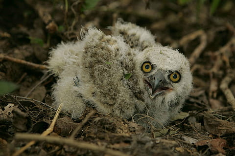 flyve, af, tage, parat, hvis, som, perched, er, baby, ugle, fugle, dyr, fauna, fugl, natur, næb, dyreliv, fjer, dyr i naturen, et dyr, portræt, pattedyr, kigger på kameraet, dag, selektiv fokusering, ingen mennesker, udendørs, jord, tæt på, hvirveldyr, plante, ungt dyr, dyr kropsdel, dyr øje, gule øjne, sulten, 2K, CC0, offentligt domæne, royaltyfrie
