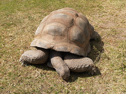 broasca testoasa, de tancuri, târâtoare, testoasa, un animal, tortoise shell, animale în sălbăticie, animale sălbatice, animale tematice, animal, animale vertebrate, natură, teren, iarbă, nici o persoana, camp, plantă, în aer liber, zi, mare, mediu inconjurator, 2K, CC0, domeniu public, fără drepturi de autor