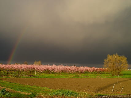 tempesta, arc de Sant Martí, primavera, camp, paisatge, terra, medi ambient, tranquil·litat, escena tranquil·la, bellesa a la natura, escenics - natura, cel, planta, agricultura, creixement, núvol - cel, naturalesa, cap gent, escena rural, arbre, idíl·lic, a l'aire lliure, 1080P, CC0, domini públic, lliure de regalies
