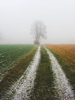 road, leading, leafless tree, landscape photo, pathway, surrounded, grass, path, snow, tree, trail, dirt track, perspective, fog, field, nature, outdoors, road trip, creepy, horror, mist, frost, cold, winter, plant, landscape, tranquil scene, sky, tranquility, beauty in nature, land, environment, scenics - nature, rural scene, the way forward, no people, direction, 4K, CC0, public domain, royalty free
