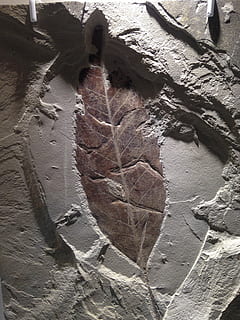 fossil, blad, sten-, natur, dag, ingen mennesker, solid, klippe, udendørs, tæt på, arkitektur, rock-objekt, tekstureret, historie, rock formation, fuld ramme, bygget struktur, mønster, jord, plante, plante del, fortiden, gammel, 2K, CC0, offentligt domæne, royaltyfrie
