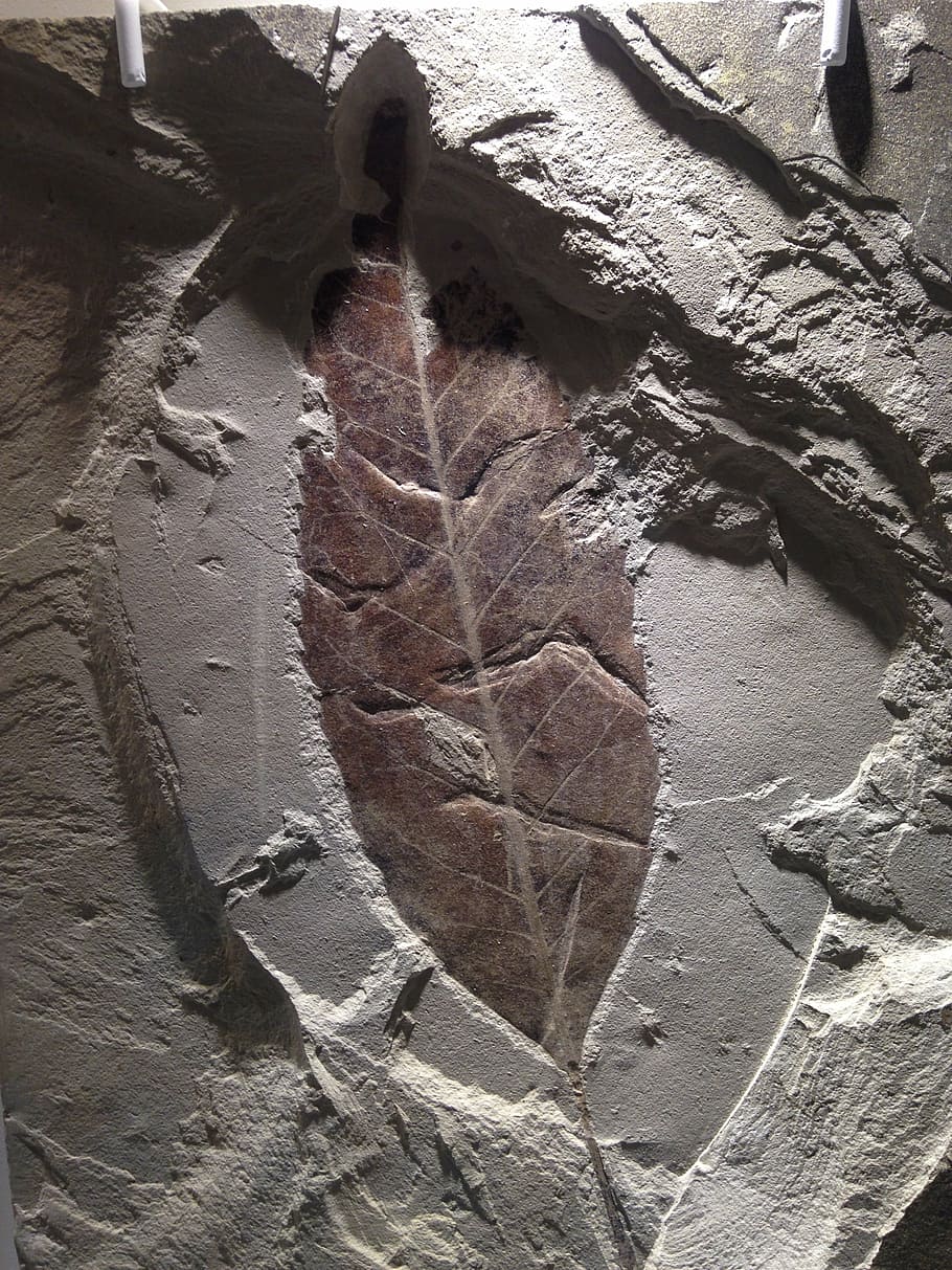 fossile, foglia, pietra, natura, giorno, nessuno, solido, roccia, all'aperto, avvicinamento, architettura, roccia - oggetto, strutturato, storia, formazione rocciosa, fotogramma intero, struttura costruita, modello, terra, pianta, parte vegetale, il passato, antico, 2K