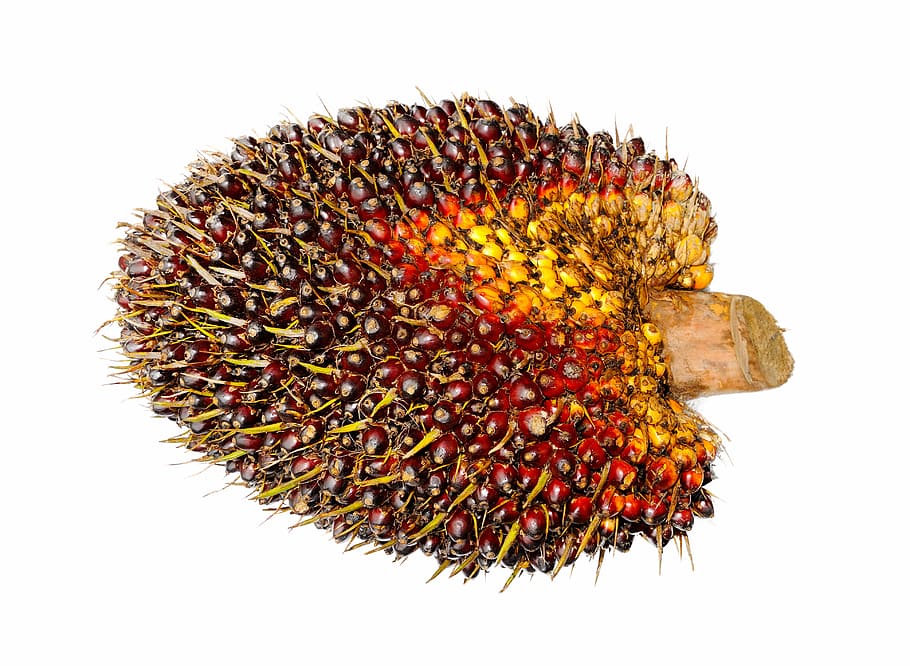 rosso, giallo, olio di palma, frutta, sfondo, maturo, palma, olio, produrre, agricoltura, raccolto, merce, Indonesia, Asia, energia, agricolo, industriale, Malaysia, industria, cucinando, freschezza, Noce, risorse, seme, tropicale, cibo, materiale grezzo, industria petrolifera, raccogliere, bianca, isolato, sfondo bianco, assistenza sanitaria e medicina, nessuno, girato in studio, natura, avvicinamento, ritagliare, in casa, natura morta, pianta, fiore, bellezza nella natura, singolo oggetto, testa di fiore, temi animali, cibo e bevande, un animale, fragilità, 4K