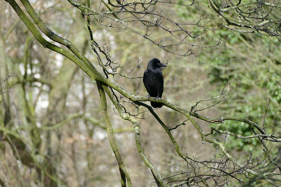 ocell, esperant, per, temes d'animals, fauna animal, vertebrats, animals a la natura, arbre, animal, posat, branca, un animal, planta, naturalesa, dia, cap gent, centrar-se en primer pla, a l'aire lliure, color negre, arbre nu, bellesa a la natura, corb - ocell, 5K