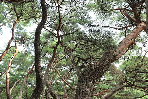 laag, hoekfotografie, dennenboom, pijnboom, boom, natuur, natuurlijk, Korea, Koreaans, traditie, traditioneel, Gyeongju, tour, toerisme, reizen, Joseon, blad, bladeren, groen, hemel, blauw, bruin, romp, duidelijk, schoon, kom tot rust, ontspannend, kalmte, Bos, Sol, hout, de aard van de, Zuid-Korea, de traditie van, racing, scheepsbouw, dynastie, joseon-dynastie, de joseon-dynastie, doekjes, de bladeren, deze safari, deze mensen, abstract, groenheid, Roest, Gaan, stam, Boomstam, stabiliteit, acanthus, stil, zonnig, bomen, rots, de lente, Azië, steen, wit, seizoen, park, tuin-, fabriek, zuiden, buitenshuis, wolken, toneel-, nationaal, landschap, water, tak, lage hoekweergave, dag, groei, geen mensen, schoonheid in de natuur, land-, groene kleur, rustige scène, niet-stedelijke scène, scenics - natuur, Boomkap, 5K, CC0, publiek domein, royaltyvrij