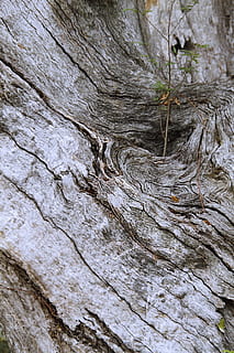 Tree, Bark, Rough, Diagonal, Pattern, tree, bark, diagonal pattern, texture, environment, wood, textured, no people, nature, close-up, wood - material, outdoors, plant, tree trunk, full frame, backgrounds, trunk, day, natural pattern, plant bark, growth, 2K, CC0, public domain, royalty free
