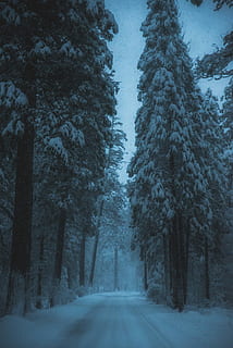 road, surrounded, snow, covered, trees, empty, street, pine trees, winter, forest, pathway, path, explore, tree, cold temperature, plant, the way forward, direction, beauty in nature, tranquility, transportation, nature, land, tranquil scene, no people, scenics - nature, diminishing perspective, covering, woodland, snowing, treelined, pine tree, 5K, CC0, public domain, royalty free