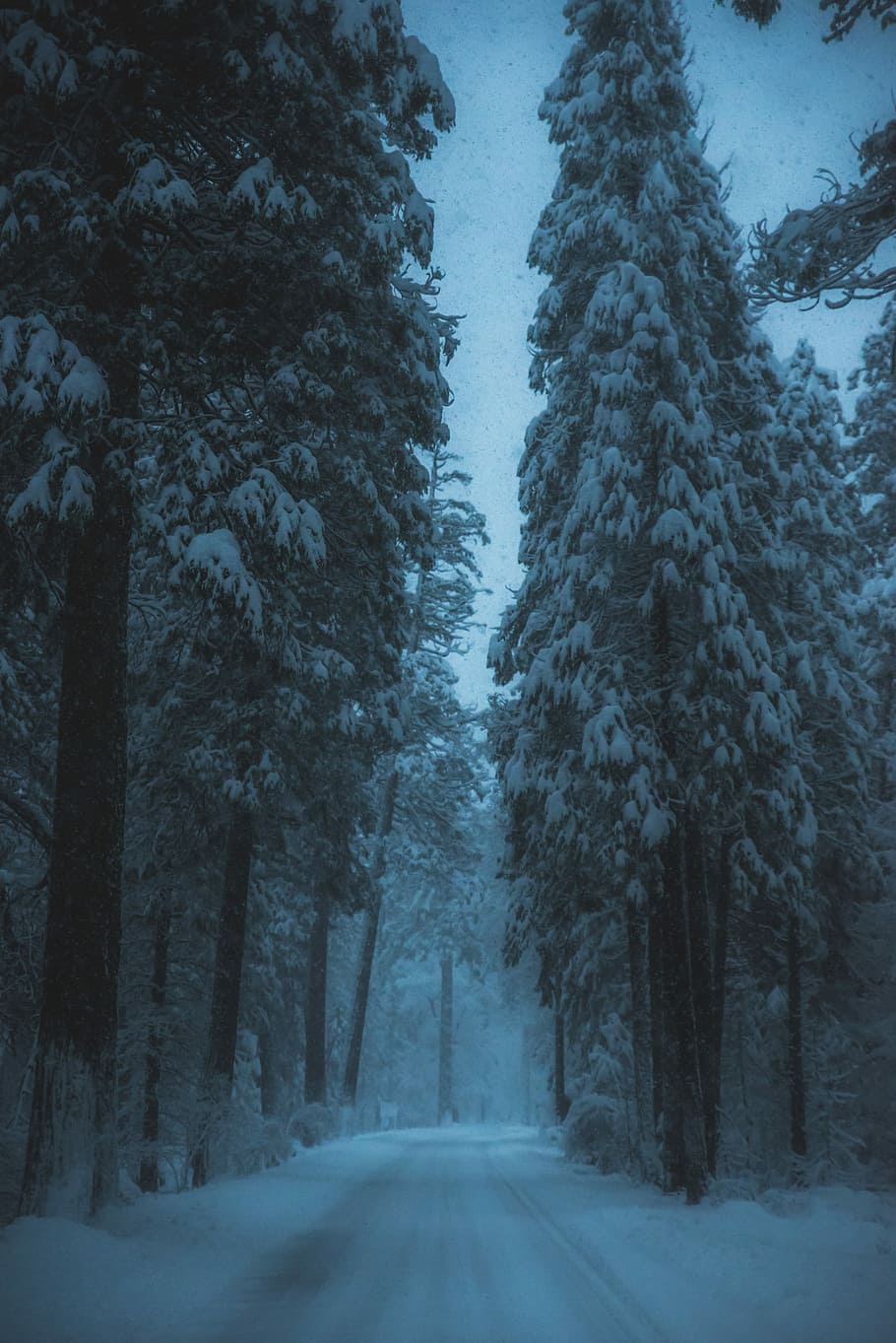 road, surrounded, snow, covered, trees, empty, street, pine trees, winter, forest, pathway, path, explore, tree, cold temperature, plant, the way forward, direction, beauty in nature, tranquility, transportation, nature, land, tranquil scene, no people, scenics - nature, diminishing perspective, covering, woodland, snowing, treelined, pine tree, 5K