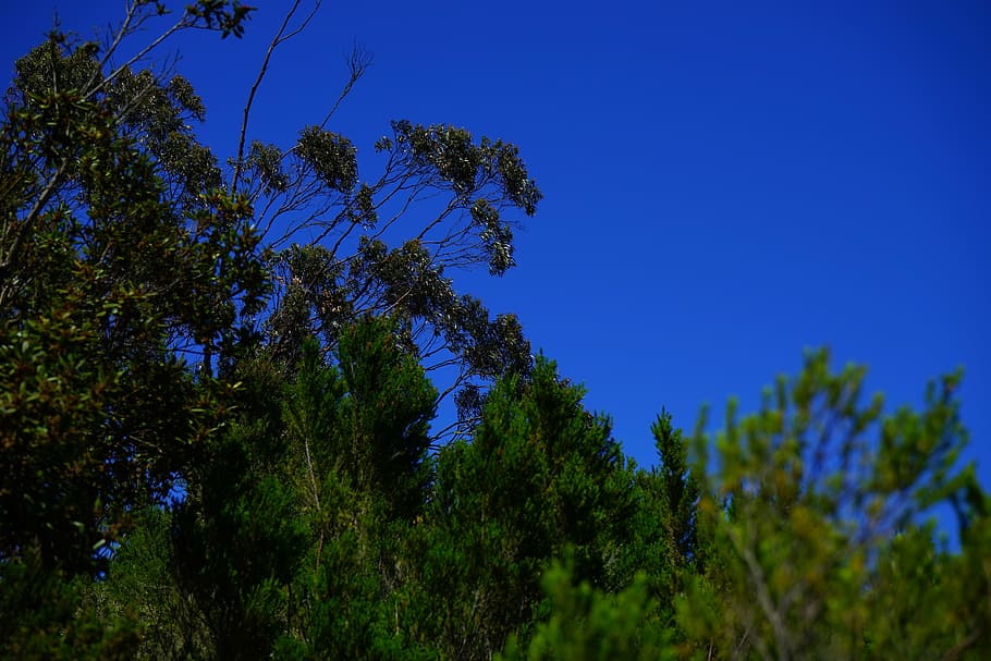 bosc, fregar, bruc de l'arbre, arbre de llorer, bosc de llorer, anaga landschaftspark, parque rural de anaga, anaga, muntanyes d’Anaga, naturalesa, arbre, blau, cel, a l'aire lliure, estiu, planta, creixement, bellesa a la natura, tranquil·litat, color verd, cel clar, escenics - natura, cap gent, vista d’angle baix, escena tranquil·la, escena no urbana, nit, terra, pi, bosc de pi, arbre de coníferes, 5K