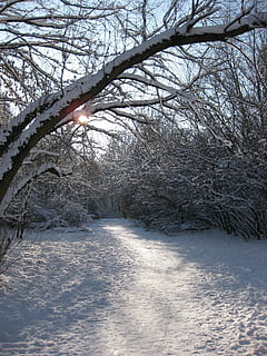 vintervei, skog, vinter, baklys, borte, kaldtemperatur, snø, tre, anlegg, natur, gren, bare tre, ingen folk, skjønnhet i naturen, ro, hvit farge, naturskjønnhet - natur, frossen, miljø, dag, dekker, land, rolig scene, utendørs, 2K, CC0, offentlig domene, opphavsrett gratis