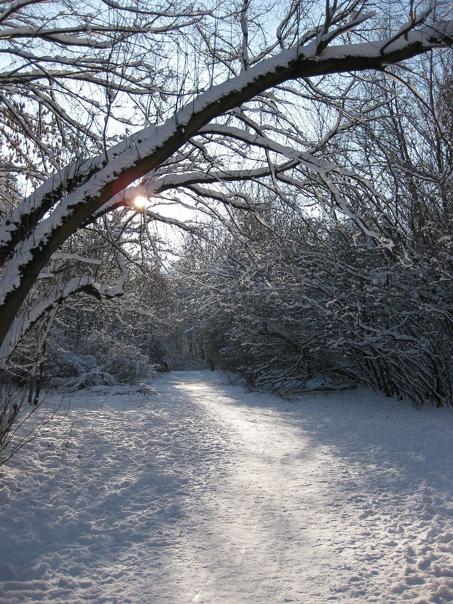 modo invernale, foresta, inverno, luce posteriore, lontano, temperatura fredda, la neve, albero, pianta, natura, ramo, albero nudo, nessuno, bellezza nella natura, la tranquillità, Colore bianco, scenics - natura, congelato, ambiente, giorno, copertura, terra, scena tranquilla, all'aperto, 2K