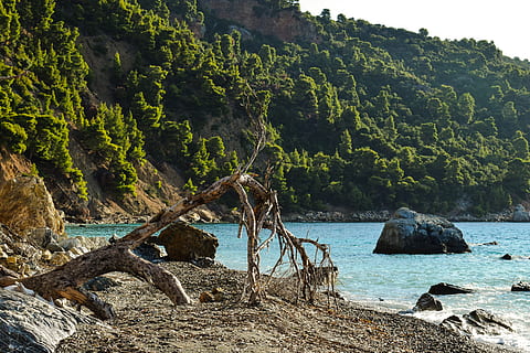 platja, salvatge, arbre caigut, buit, naturalesa, al matí, paisatge, estiu, Velanio, skopelos, Grècia, aigua, arbre, planta, rock, rock - object, sòlid, bellesa a la natura, tranquil·litat, terra, mar, escenics - natura, dia, escena tranquil·la, escena no urbana, formació de roca, cap gent, a l'aire lliure, 5K, CC0, domini públic, lliure de regalies