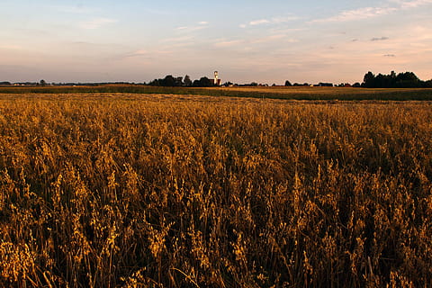 Sonnenuntergang, Abend, Sonne, warm, Abendhimmel, Wolke, Feld, Himmel, Land, Landschaft, Landwirtschaft, Schönheit in der Natur, Szenen - Natur, ländliche Szene, Umgebung, Pflanze, Ruhe, Wachstum, ruhige Szene, Ernte, Bauernhof, wolke - himmel, Natur, keine Leute, orange Farbe, draußen, 4K, CC0, gemeinfrei, lizenzfrei
