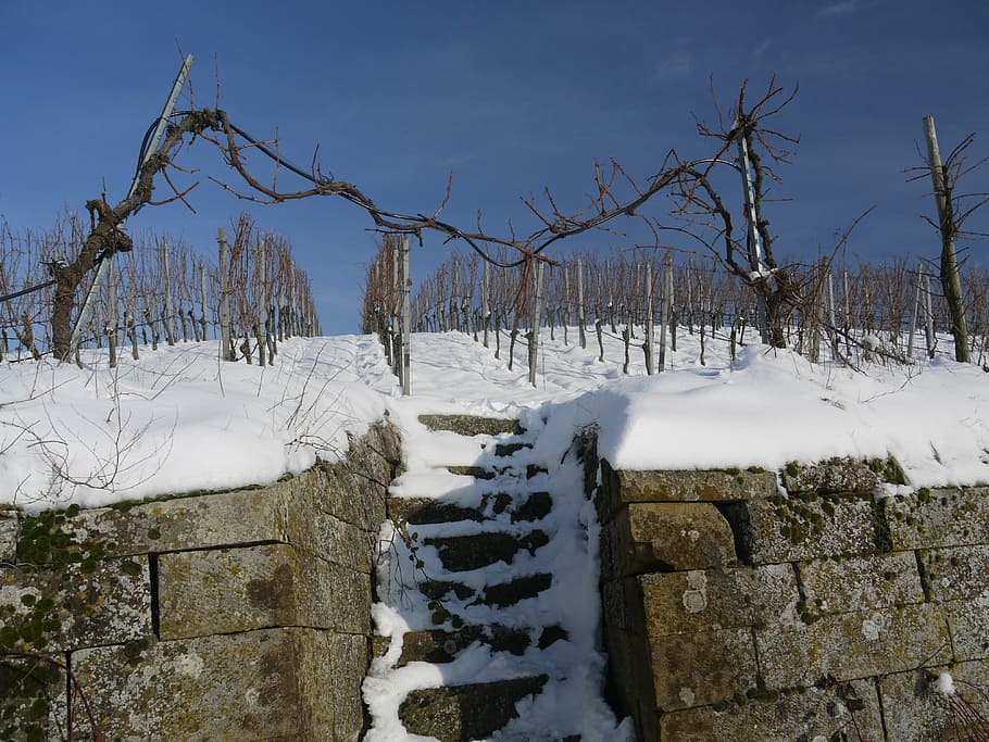 vinya, hivern, neu, dia dels somnis, blanc, fred, descans, nevat, paisatge, pendent, sol, assolellat, humor d'hivern, viticultura, humor, vinyes, vi, naturalesa, agricultura, baden württemberg, regió, heilbronn, Alemanya, staufenberg, gelades, silenciós, caminar, escales, temperatura de fred, dia, a l'aire lliure, arbre, bellesa a la natura, planta, tranquil·litat, cel, cap gent, escena tranquil·la, Color blanc, escenics - natura, arbre nu, cobertura, terra, camp, paret de pedra, muntanya nevada, 4K