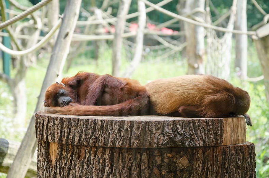 dva, primát, pokládání, dřevěné desky, primátů, spací, opice, spící opice, zoo, v zajetí, pařez, Berlín, tierpark berlin, tierpark, relaxovat, zvířat, zvíře, savec, obratlovců, zaměřit se na popředí, skupina zvířat, zvířata ve volné přírodě, den, dřevo - materiál, nikdo, dvě zvířata, relaxace, hnědý, strom, rostlina, Příroda, venku, 4K